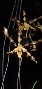 Dendrobium Boon Bryson