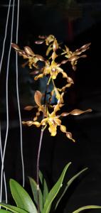 Dendrobium Boon Bryson