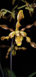 <i>Dendrobium</i> Boon Bryson