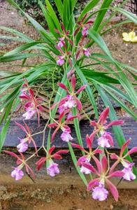 Encyclia Beatrice Orendorf
