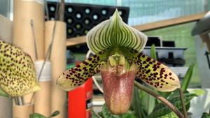 <i>Paphiopedilum</i> Wonder Mak