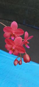 Phalaenopsis Buddha's Treasure