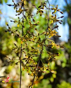 Dendrobium Boon Bryson