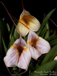 <i>Masdevallia</i> Teipels Vanilleeis