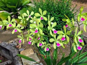 Catyclia Leaf Hopper