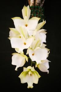 Catasetum tapiriceps