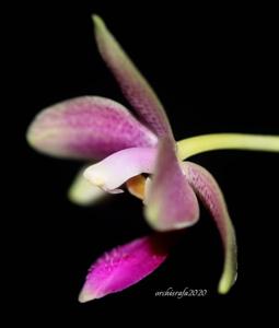 Phalaenopsis Flores Rose