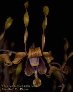 Dendrobium Goh Pi Khuan