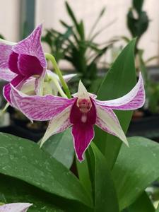 Dendrobium Fire Wings