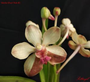 <i>Vanda</i> Khun Nok