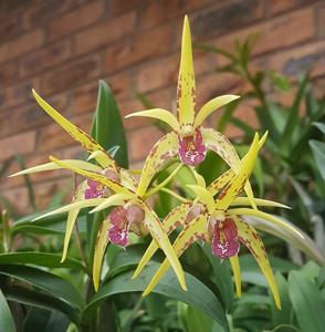 Dendrobium Star Sparkler