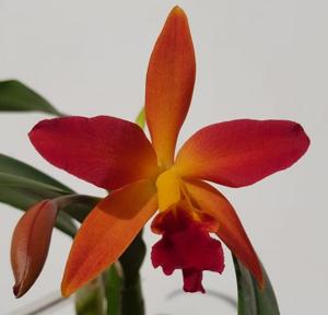 <i>Rhyncattleanthe</i> Nobile's Pop