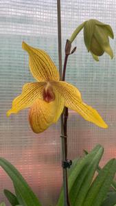 Paphiopedilum Dollgoldi