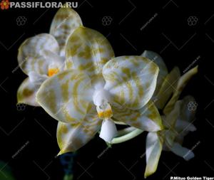 Phalaenopsis Mituo Golden Tiger