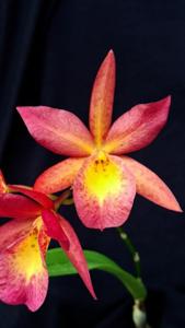 <i>Broanthevola</i> Laureen Sprock