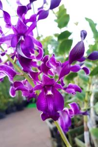 Dendrobium Black Scorpion