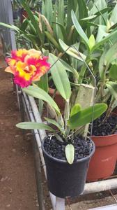 Rhyncholaeliocattleya Rungnapha Fancy