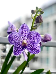 Vanda Chulee Classic