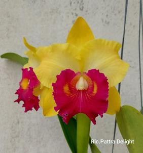 Rhyncholaeliocattleya Pattra Delight