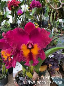 Rhyncholaeliocattleya Glos' Scarlet Beauty