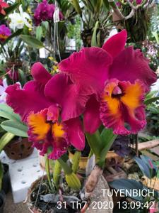 Rhyncholaeliocattleya Glos' Scarlet Beauty