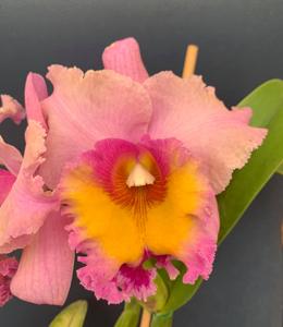 <i>Rhyncholaeliocattleya</i> Mem. Ana Lía Vásquez
