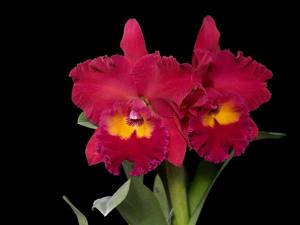 Rhyncholaeliocattleya River Kwai Ruby