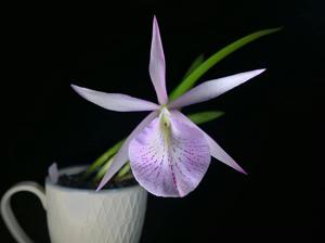 Brassocattleya Beulah Bradeen