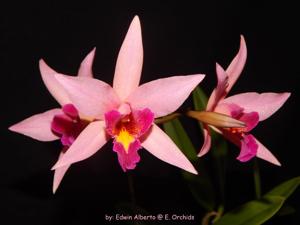 Laeliocattleya Santa Barbara Sunset