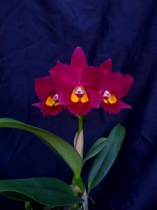 Rhyncholaeliocattleya Hawaiian Prominence