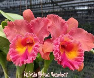 Rhyncholaeliocattleya Prada Fortuna
