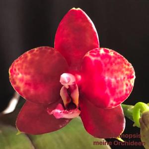 <i>Phalaenopsis</i> Tying Shin Popularity-LD's Bear King