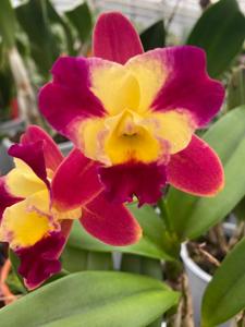 Rhyncholaeliocattleya Tyan Jong Little Cat