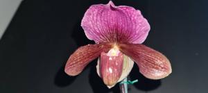 <i>Paphiopedilum</i> Hsinying Rocket-charlesworthii
