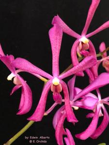 <i>Aranda</i> Jamaica Dancehall Queen