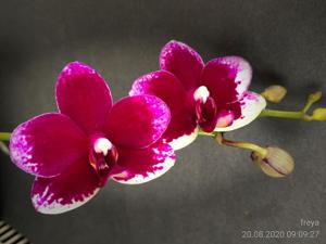 <i>Phalaenopsis</i> Taisuco Mini