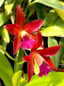 Cattlianthe Sagarik Wax