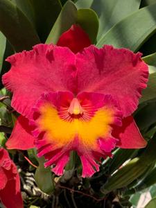 Rhyncholaeliocattleya Ahchung Ruby