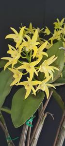 <i>Dendrobium</i> Brimbank Digger