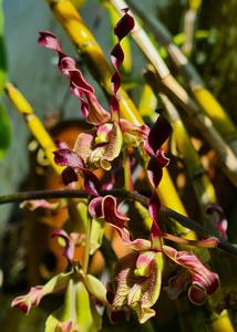 Dendrobium Kick Covid - 19