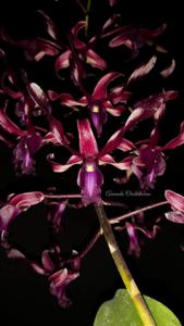 Dendrobium Black Scorpion