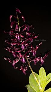 Dendrobium Black Scorpion