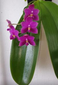 Phalaenopsis Lim Cheen Nyon