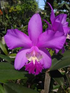 <i>Cattleya</i> Samba Princess-amethystoglossa