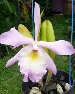Rhyncholaeliocattleya Memory Lane