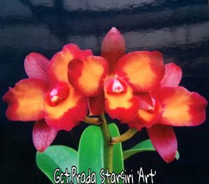 Guaricattonia Prada Starsiri