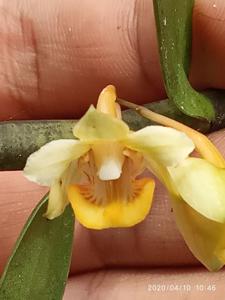 Grammothecopus stapeliiflorum-maingayi