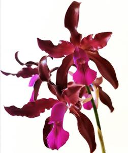 Laeliocattleya Mi Morena
