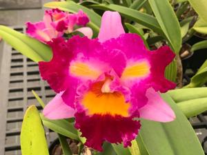 <i>Rhyncholaeliocattleya</i> Fascination