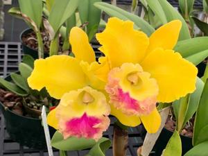 Rhyncholaeliocattleya Bangkok Fancy